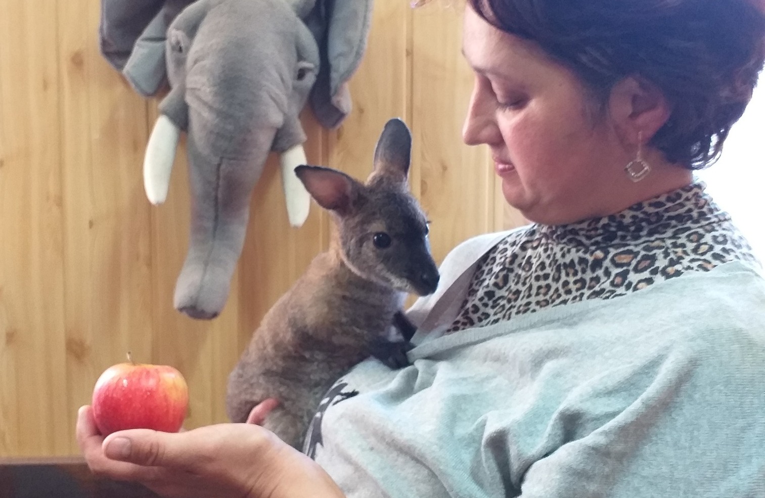 Знайомтесь, Сьома: у Миколаївському зоопарку вигодовують кенгуреня, у якого загинула мама (ФОТО)