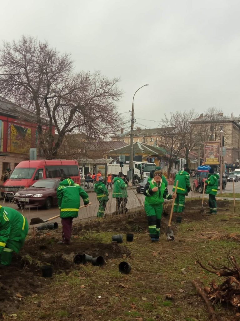 У Миколаєві на пр.Центральному висадили 50 саджанців липи – ще 50 саджанців висадять в парку «Богоявленський» (ФОТО) 1