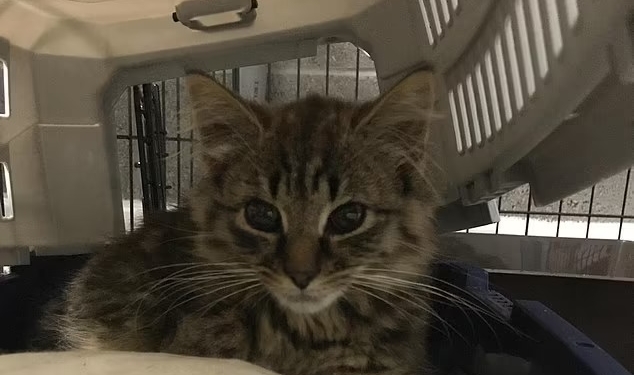 «Атомні кошенята»: в Британії активісти звинуватили працівників ядерного об’єкту в «розведенні» радіоактивних котів