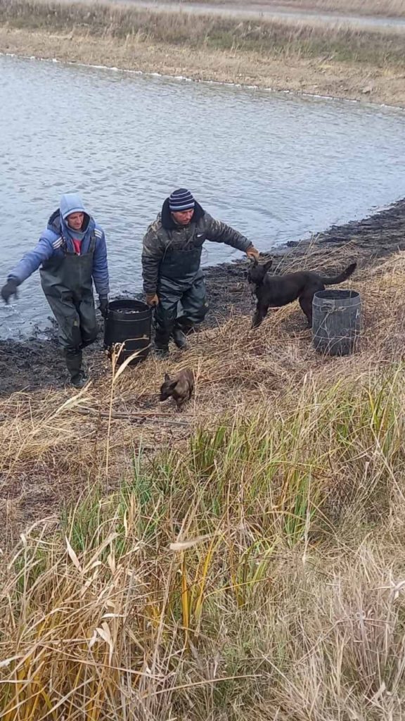 В Олександрівське водосховище на Миколаївщині вселили понад 108 тисяч особин молоді товстолоба і коропа (ФОТО) 2