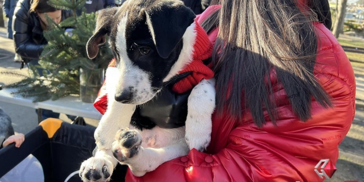 На передріздвяній виставці-прилаштуванні в Миколаєві домівки знайшли 16 «хвостиків» (ФОТО)
