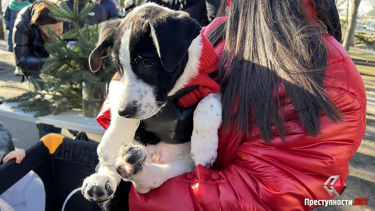 На передріздвяній виставці-прилаштуванні в Миколаєві домівки знайшли 16 «хвостиків» (ФОТО)