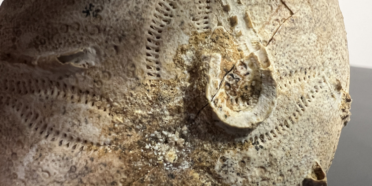 Київські митники затримали палеонтологічний ексклюзив віком близько 161-165 млн років (ФОТО)