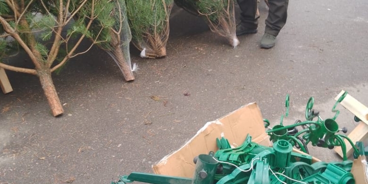 У Миколаєві почались ялинкові базари – вилучено з продажу перші «незаконні» сосни
