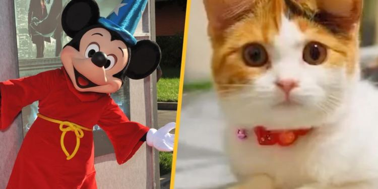 В Китаї тренд на пластичні операції для котів – з них роблять Міккі Маусів (ФОТО)