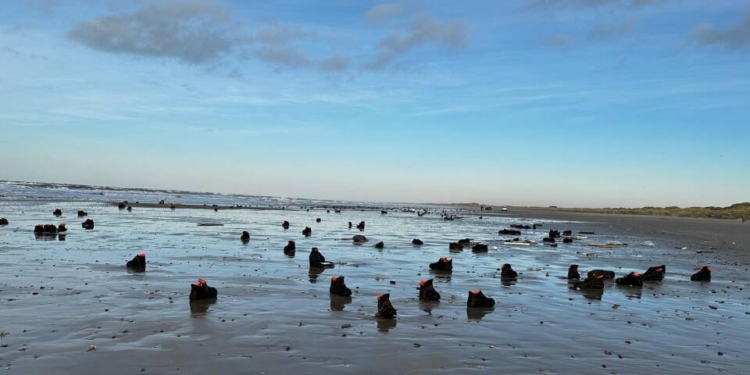 Шторм змив 46 контейнерів з контейнеровоза – тепер берег Данії всіяний кросівками, холодильниками, колесами (ФОТО)