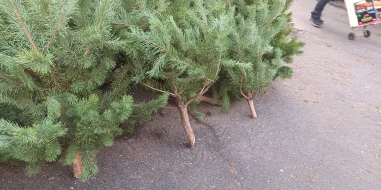 Операція «Новорічна ялинка» на Миколаївщині: і в Южноукраїнську, і в Первомайську продавали сосни невідомого походження (ФОТО)