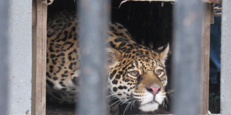 І навіть самка ягуара: Миколаївський зоопарк обмінявся тваринами з екопарком з Полтавщини (ФОТО)