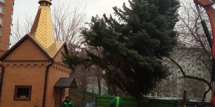 Ялинка, яка впала у Миколаєві внаслідок буревію, поїхала до Южноукраїнська – прикрашати свято вихованців дитбудинку (ФОТО)