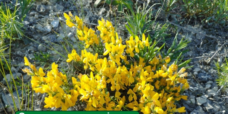 На Миколаївщині створено охоронні зони для збереження біорізноманіття в лісах (ФОТО)