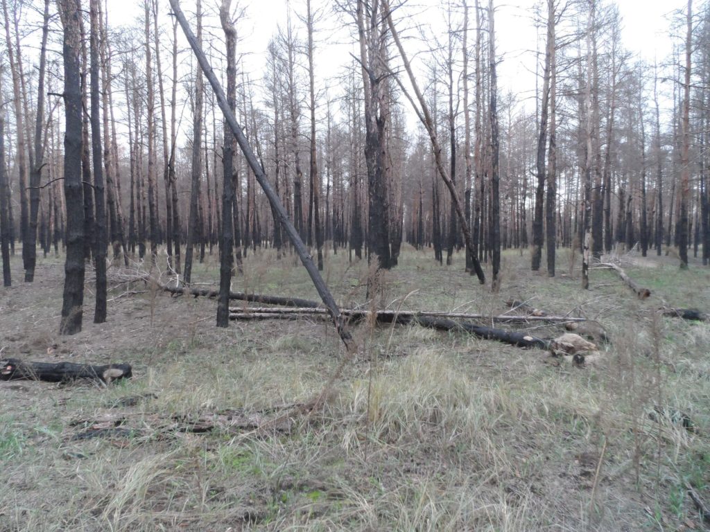 Бачить око та зуб не йме: на Миколаївщині є понад 300 га згорілого лісу, але деревиною поки не можна скористатись (ФОТО) 7