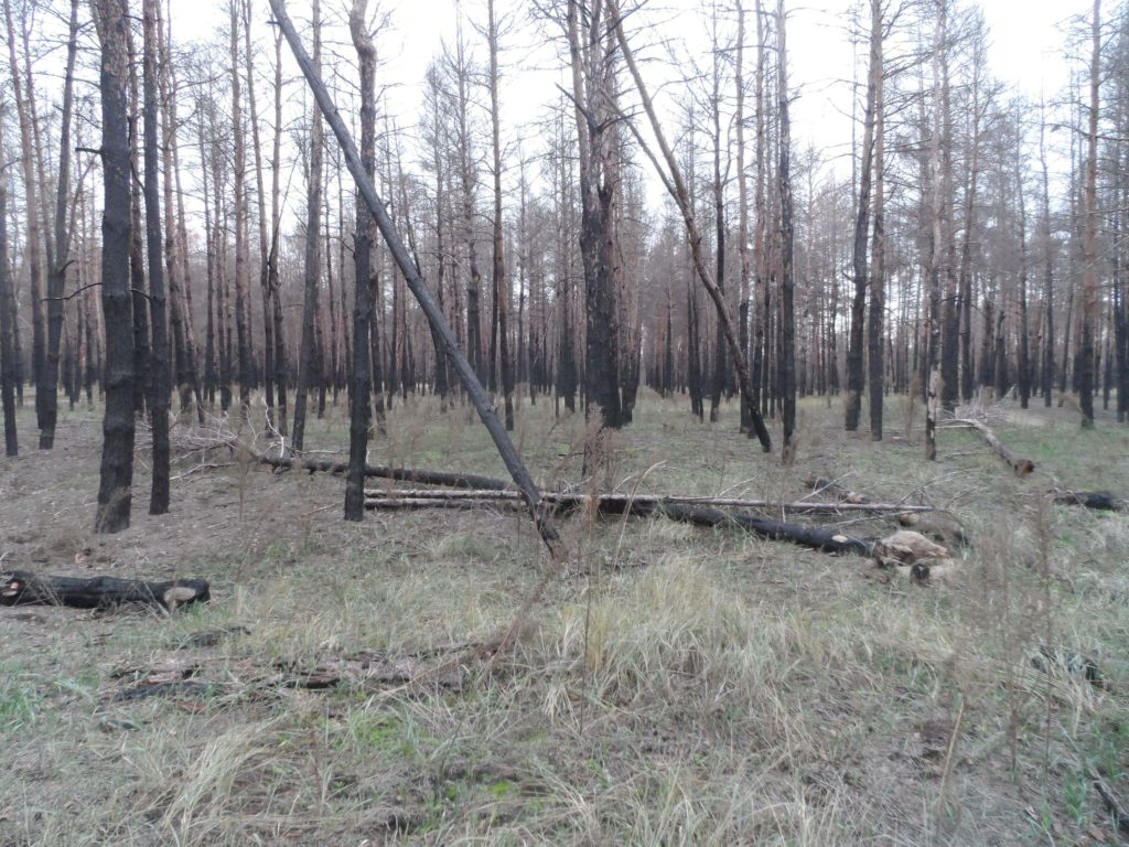 Бачить око та зуб не йме: на Миколаївщині є понад 300 га згорілого лісу, але деревиною поки не можна скористатись (ФОТО) 8