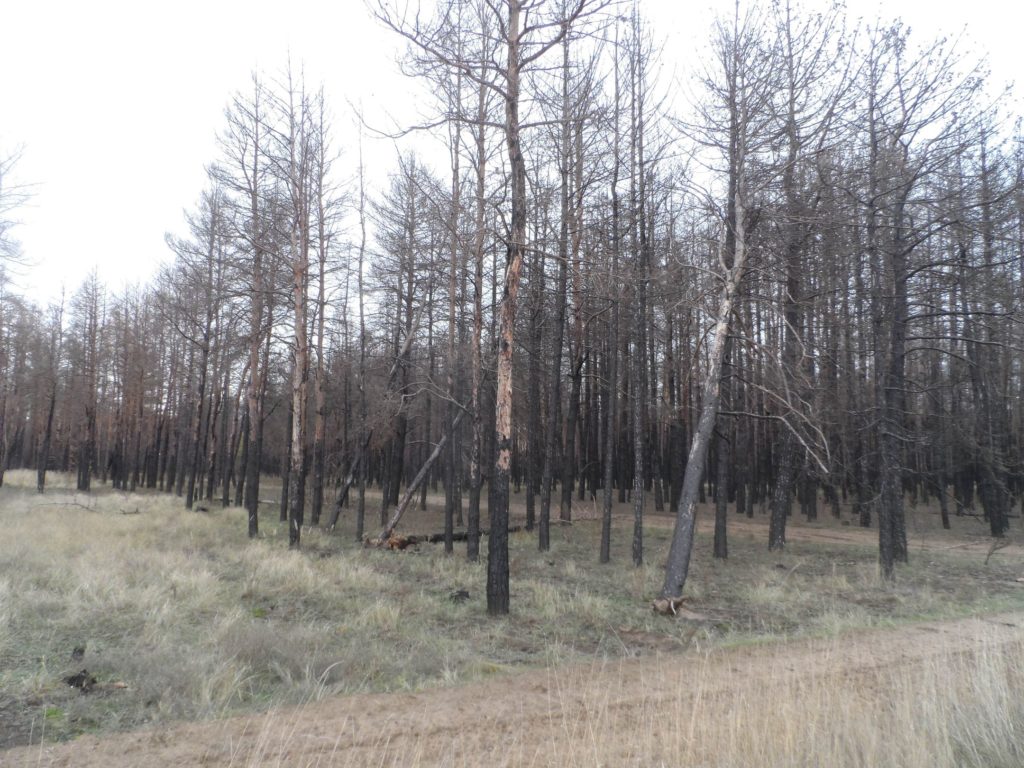 Бачить око та зуб не йме: на Миколаївщині є понад 300 га згорілого лісу, але деревиною поки не можна скористатись (ФОТО) 9