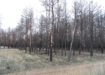 Бачить око та зуб не йме: на Миколаївщині є понад 300 га згорілого лісу, але деревиною поки не можна скористатись (ФОТО)