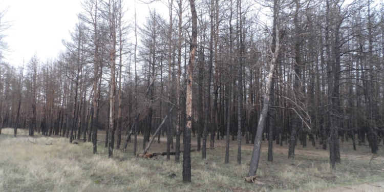 Бачить око та зуб не йме: на Миколаївщині є понад 300 га згорілого лісу, але деревиною поки не можна скористатись (ФОТО)