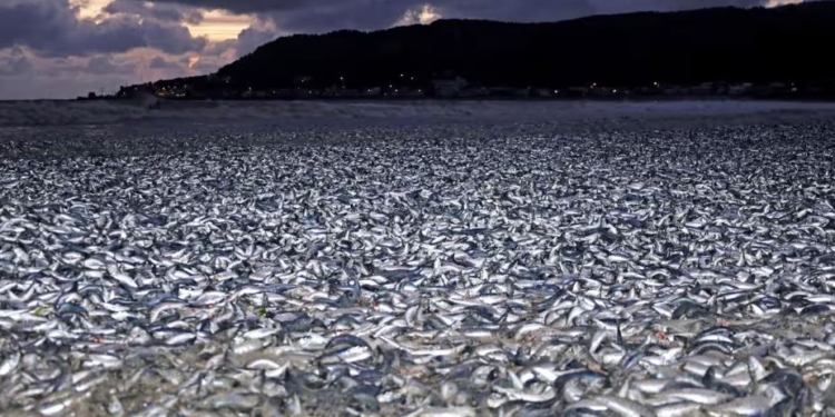 В Японії з невідомих причин на мілину викинулися сотні тонн сардин і скумбрії (ФОТО)
