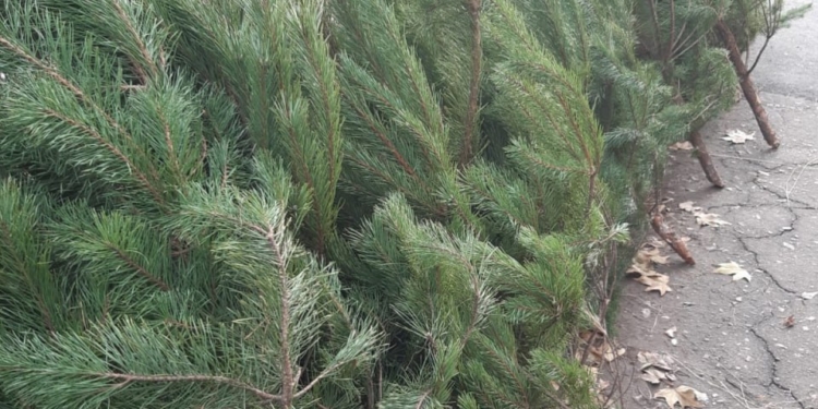 У Миколаєві тривають перевірки ялинкових базарів: сосни невідомого походження виявили у продавців в Центральному районі (ФОТО)