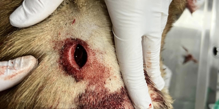 Нелюдська жорстокість: у Новій Одесі жінка намагалась відрізати голову живому псу – поліція Миколаївщини відкрила кримінальне провадження (ФОТО)