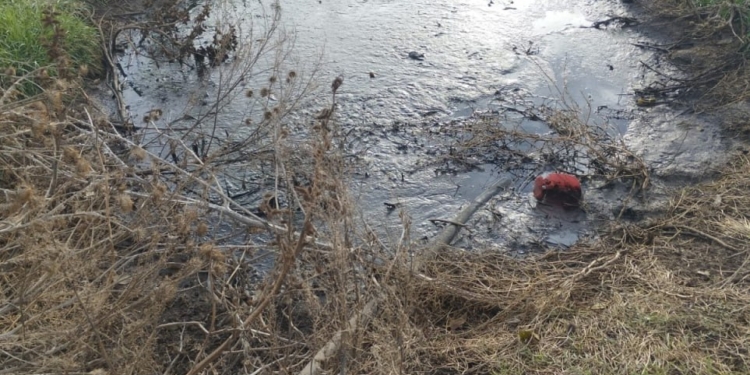 Жах в Корабельному районі Миколаєва: на одній земельній ділянці – і злив рідких стоків, і нутрощі забитих тварин (ФОТО)