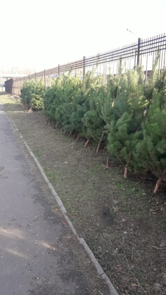 Операція «Новорічна ялинка»: тільки за один день у Миколаєві держінспектори виявили в точках продажу 118 сосен та 11 ялинок без бірок 6