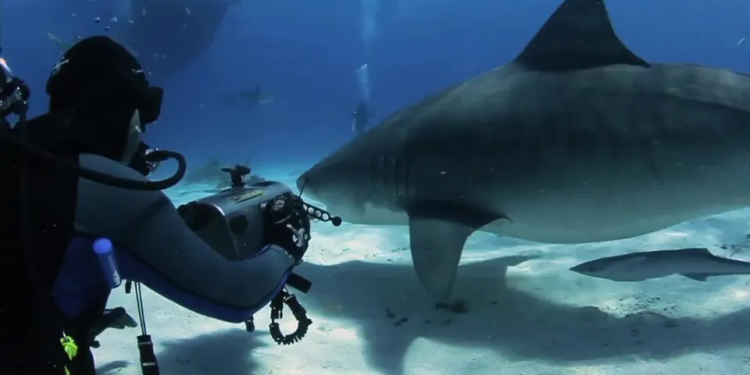 Колись дайвер витягнув гачок з пащі тигрової акули – вони дружать понад 20 років (ФОТО, ВІДЕО)