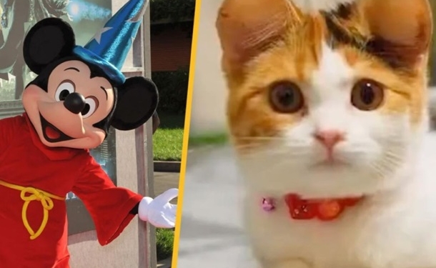 У Китаї почали робити дивну пластичну операцію для домашніх тварин