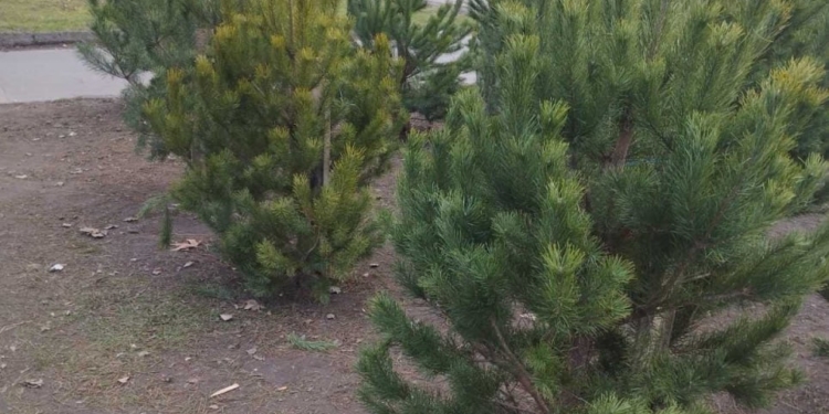 Операція «Новорічна ялинка»: тільки за один день у Миколаєві держінспектори виявили в точках продажу 118 сосен та 11 ялинок без бірок