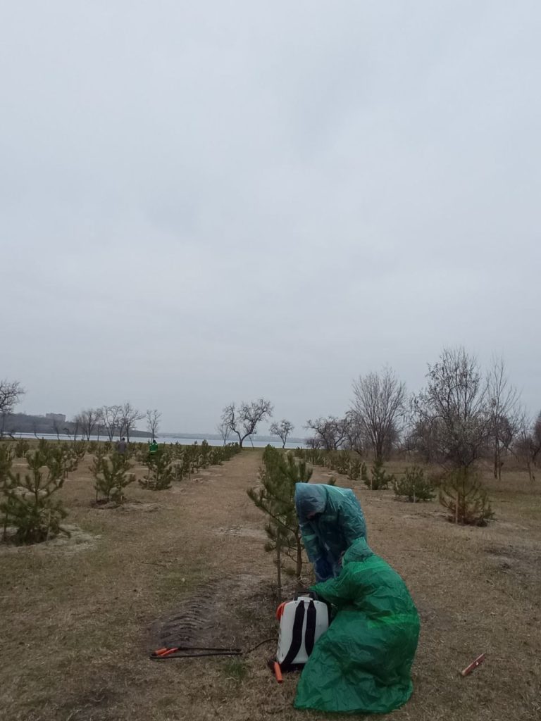 В трьох скверах і парках Миколаєва сосни обробили спеціальним препаратом, який в теплі розпадається на небезпечні сполуки (ФОТО) 8