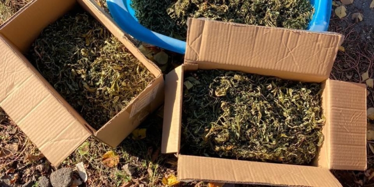 У Баштанському районі чоловік зберігав 10 кг канабісу та вирощував рослини коноплі (ФОТО)