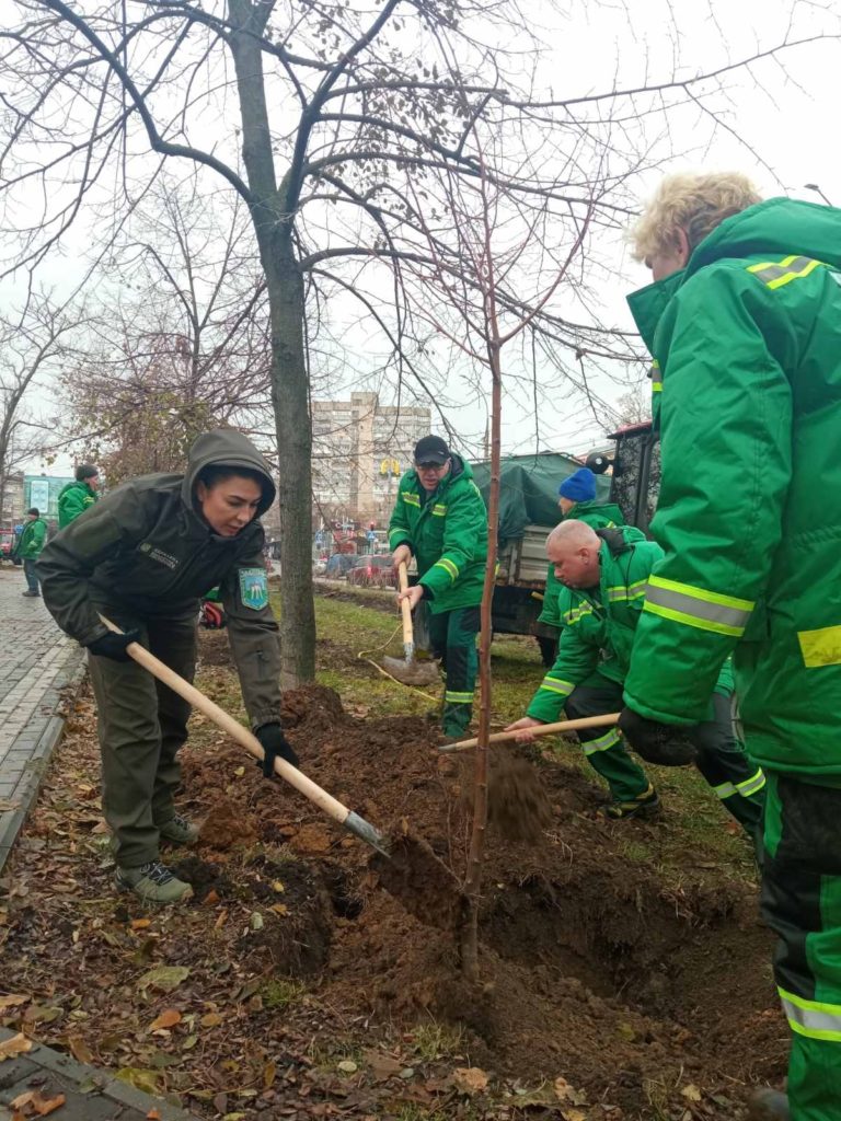 У Миколаєві на пр.Центральному висадили 50 саджанців липи – ще 50 саджанців висадять в парку «Богоявленський» (ФОТО) 9