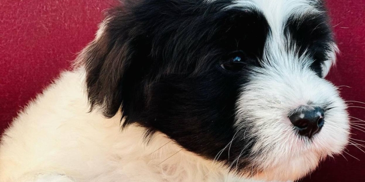 За місяць миколаївський «Центр захисту тварин» прилаштував 55 собак та котів. Але там ще є тваринки, які чекають на домівки (ФОТО)