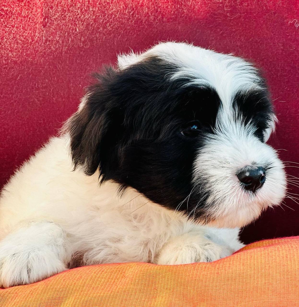 За місяць миколаївський «Центр захисту тварин» прилаштував 55 собак та котів. Але там ще є тваринки, які чекають на домівки (ФОТО)