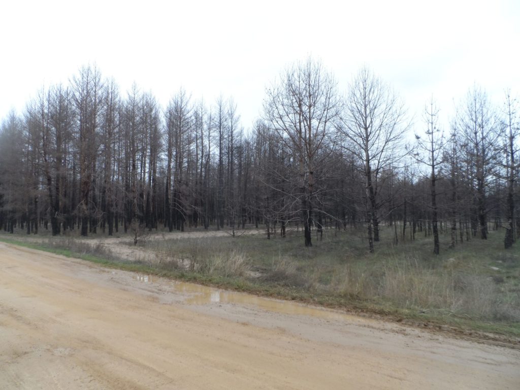 Бачить око та зуб не йме: на Миколаївщині є понад 300 га згорілого лісу, але деревиною поки не можна скористатись (ФОТО) 3
