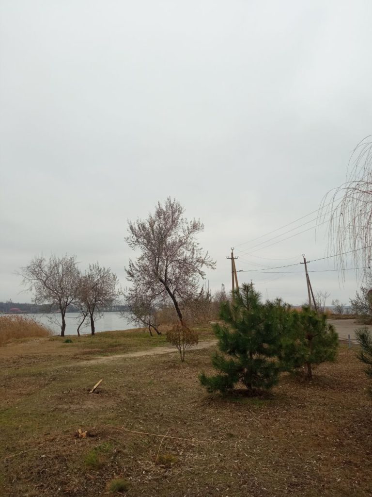 В трьох скверах і парках Миколаєва сосни обробили спеціальним препаратом, який в теплі розпадається на небезпечні сполуки (ФОТО) 14