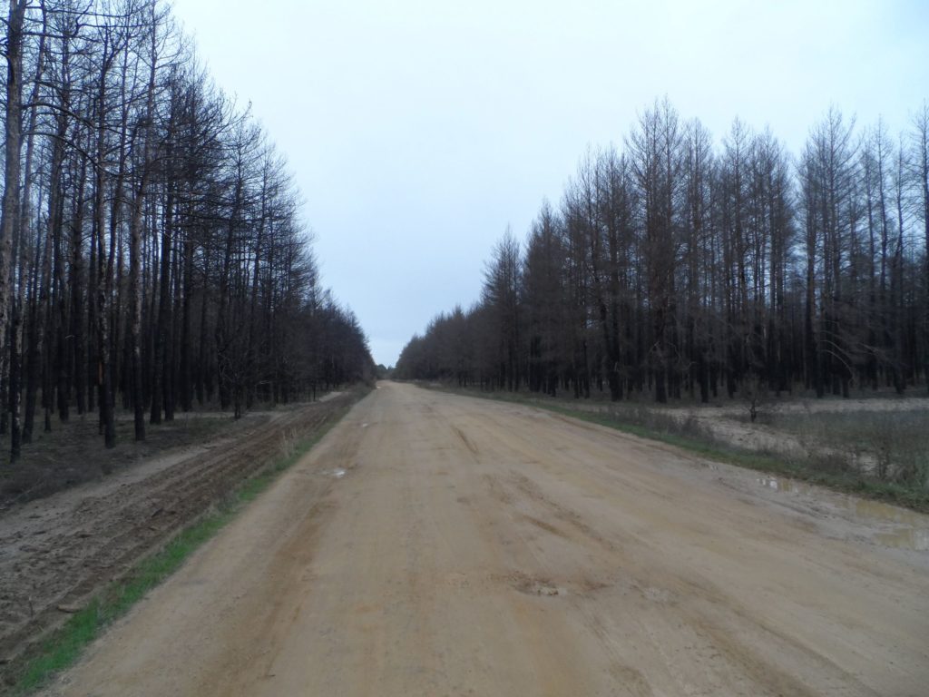 Бачить око та зуб не йме: на Миколаївщині є понад 300 га згорілого лісу, але деревиною поки не можна скористатись (ФОТО) 5