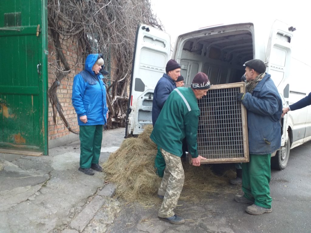 І навіть самка ягуара: Миколаївський зоопарк обмінявся тваринами з екопарком з Полтавщини (ФОТО) 16