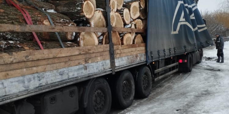 Знов «чорні лісоруби» на Миколаївщині: один спиляв ясенів на півмільйона, інший перевозив 22 куби деревини без документів (ФОТО)