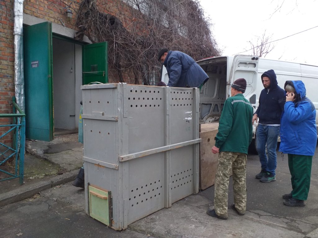 І навіть самка ягуара: Миколаївський зоопарк обмінявся тваринами з екопарком з Полтавщини (ФОТО) 18