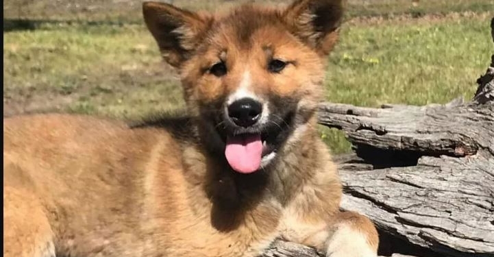 В Австралії орел приніс людям цуценя Дінго (ФОТО)