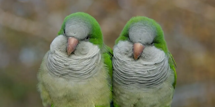 В Європі папуги тікають з полону і створюють свої колонії. І діалекти (ВІДЕО)