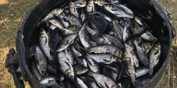 В Олександрівське водосховище на Миколаївщині вселили понад 108 тисяч особин молоді товстолоба і коропа (ФОТО)