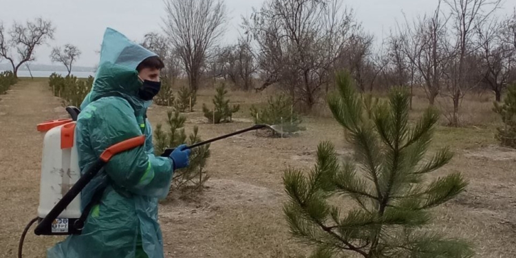 В трьох скверах і парках Миколаєва сосни обробили спеціальним препаратом, який в теплі розпадається на небезпечні сполуки (ФОТО)