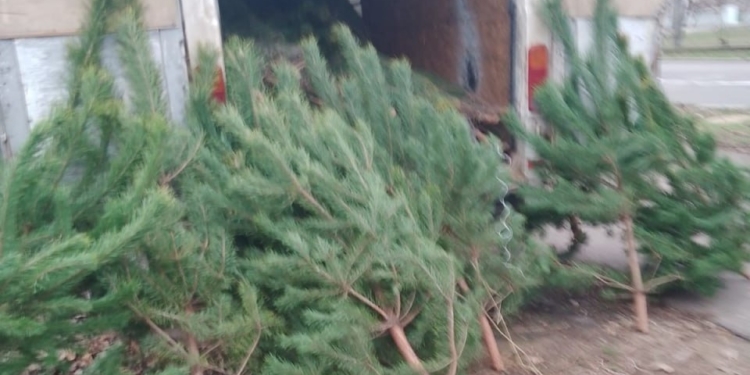Операція «Новорічна ялинка»: у Миколаєві та Первомайську продавали сосни без бірок і сертифікатів (ФОТО)