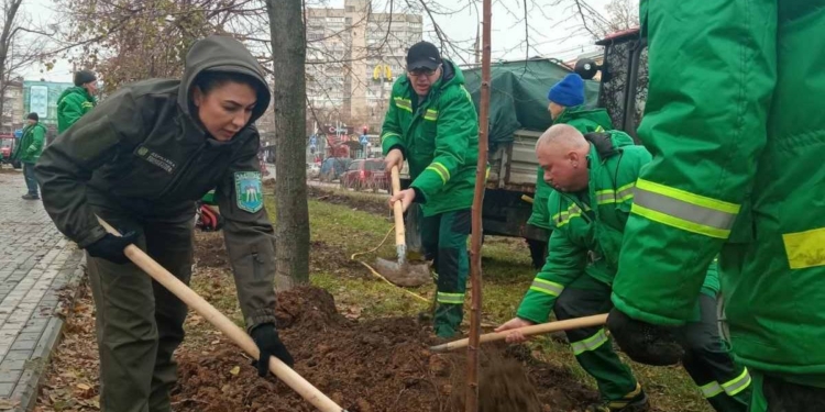 У Миколаєві на пр.Центральному висадили 50 саджанців липи – ще 50 саджанців висадять в парку «Богоявленський» (ФОТО)