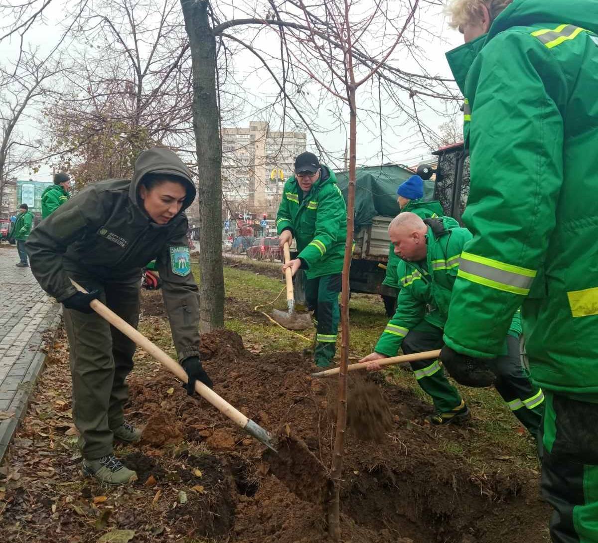 У Миколаєві на пр.Центральному висадили 50 саджанців липи – ще 50 саджанців висадять в парку «Богоявленський» (ФОТО)