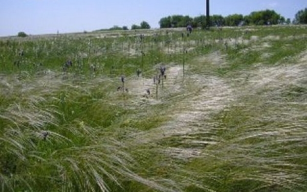 На Миколаївщині селищна рада передала в приватну власність 10 га землі заказника «Лагодівський» – прокуратура тепер за них судиться