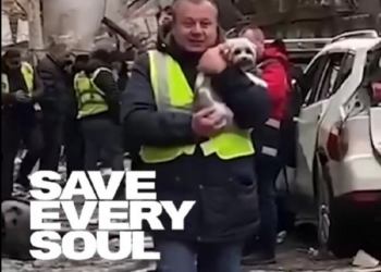 Врятувати кожну душу: як українці рятують тварин у Києві і Харкові після масованої ракетної атаки росіян (ВІДЕО)