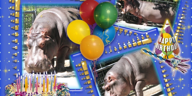 І знову у Миколаївському зоопарку іменинник – Казимир. Але святкувати будуть завтра