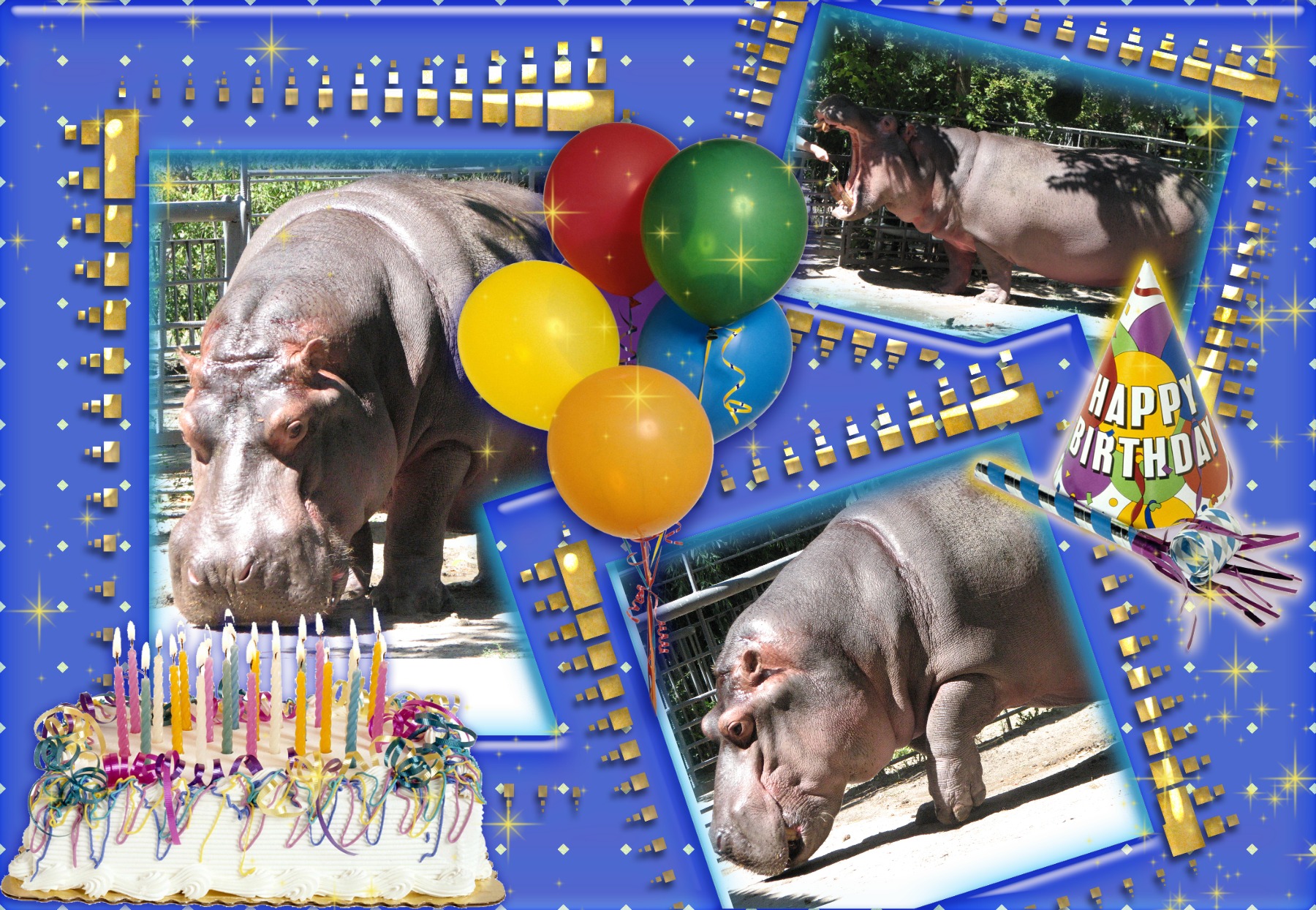 І знову у Миколаївському зоопарку іменинник – Казимир. Але святкувати будуть завтра