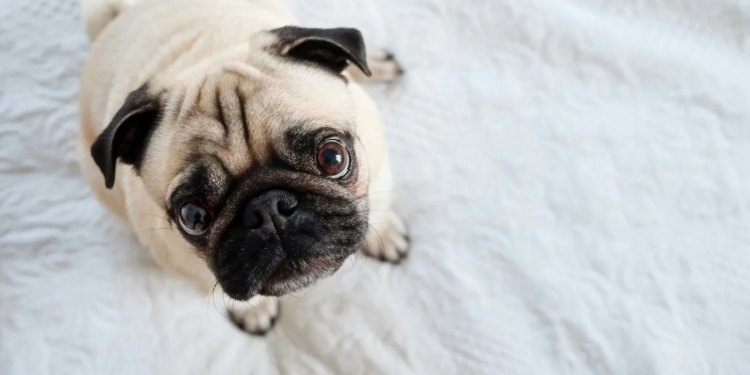 У Данії заборонять розводити мопсів